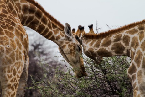 Etosha - Giraffen Giraffen beim Fressen im Etosha NP