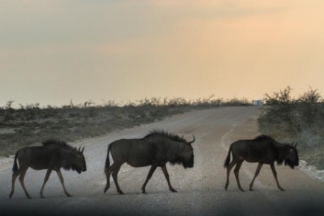 Gnus überqueren Piste im Etosha NP