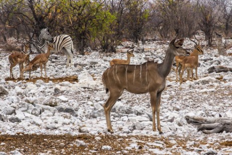 Zebras, Kudus, Springbocks im Etosha NP