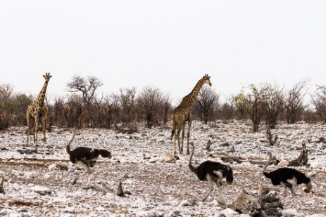 Giraffen und Strauße bei Wasserloch Olifantsbad