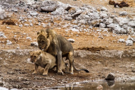 Löwen paaren sich im Etosha NP