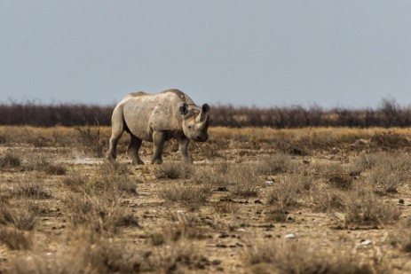 Nashorn im Etosha NP