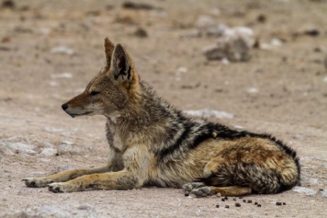 Schakal im Etosha NP