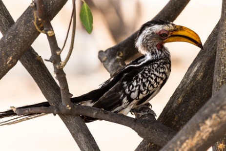 Vogel im Etosha NP