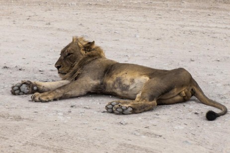 Löwe am Parkplatz im Etosha NP