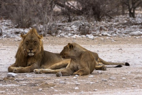 Löwen am Parkplatz bei Olifantsbad im Etosha NP