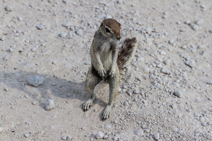 Streifenhörnchen im Etosha NP