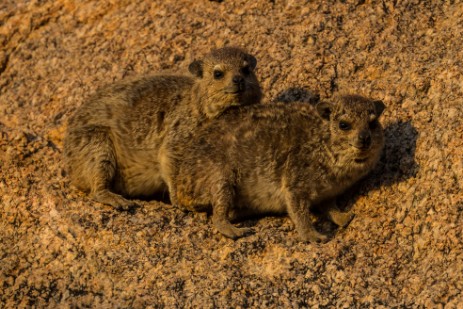 Klippschiffer bei Etosha Roadside Halt & Lodge 