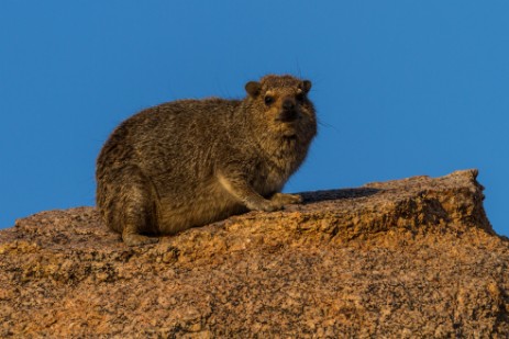 Klippschiffer in Etosha West