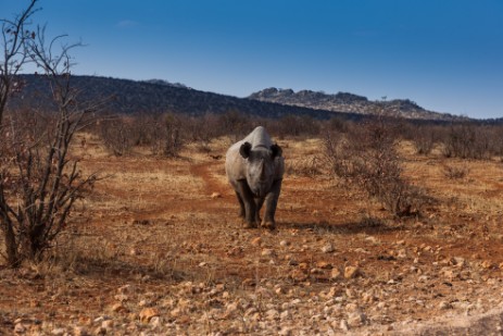 Scheinangriff Rhino in Etosha West