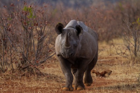 Scheinangriff Rhino in Etosha West