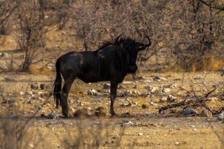 Gnu in Etosha West