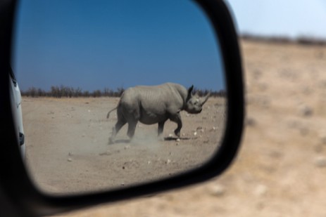 Scheinangriff Rhino in Etosha West