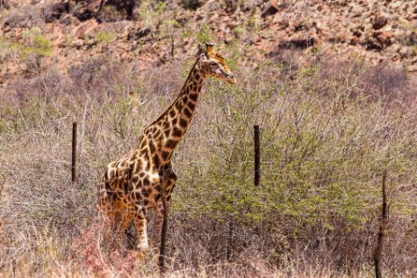 Giraffe auf Fahrt zu Waterberg Plateau Park