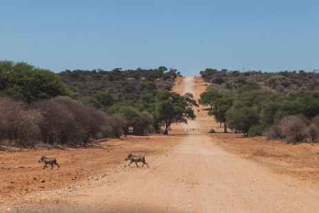 Warzenschweine auf Fahrt zu Waterberg Plateau Park