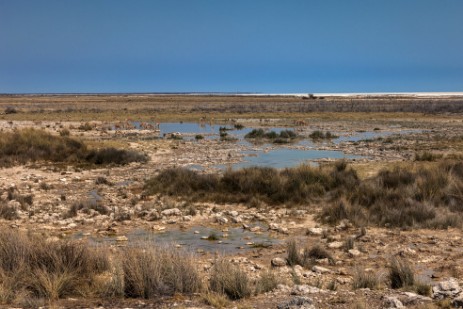 Fahrt nach Halali im Ethosha NP