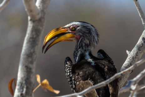 Gelbschnabeltoko im Etosha NP