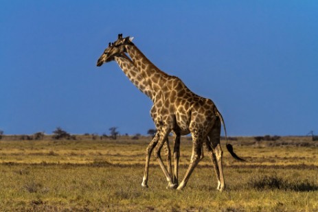Giraffen in Etosha NP