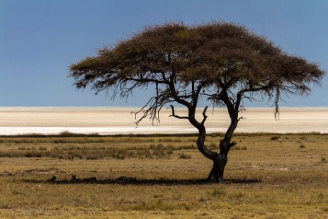 Löwen unter Baum auf Fahrt nach Halali im Ethosha NP