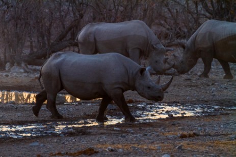 Kämpfende Rhinos an Wasserloch hinter Halali Camp
