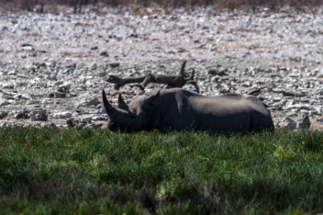 Nashorn im Etosha NP