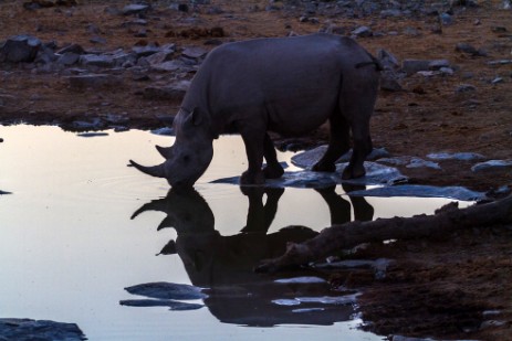 Rhino an Wasserloch im Etosha NP