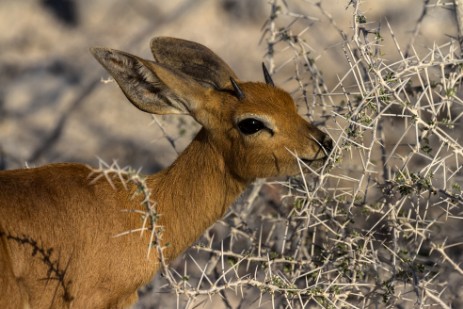 Steinböckchen im Etosha NP