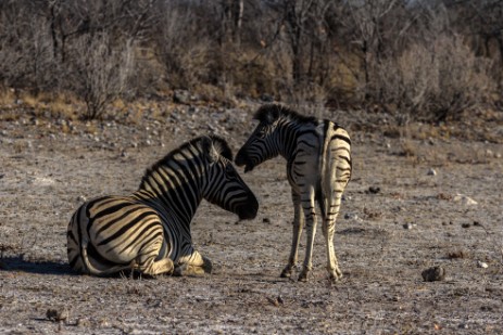 Zebras im Etosha NP