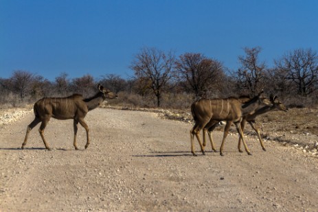 Kudus auf Piste im Etosha NP