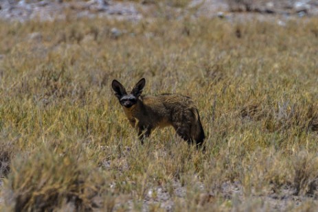 Löffelhund auf Fahrt nach Halali im Etosha NP