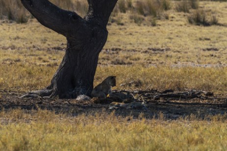 Löwe unter Baum im Etosha NP