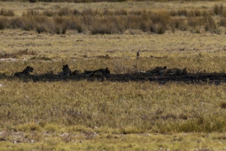 Löwen auf Fahrt nach Halali im Etosha NP