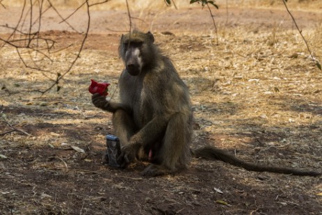 Pavian klaut Paprika im Ihaha Camp in Botswana