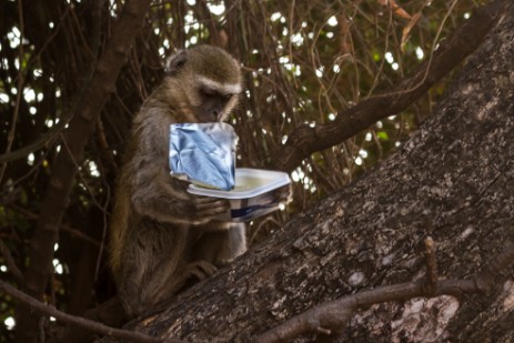 Affe klaut Butter im Ihaha Camp in Botswana