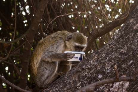 Affe klaut Butter im Ihaha Camp