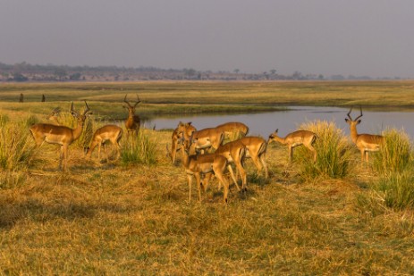 Impalas im Ihaha Camp im Chobe NP