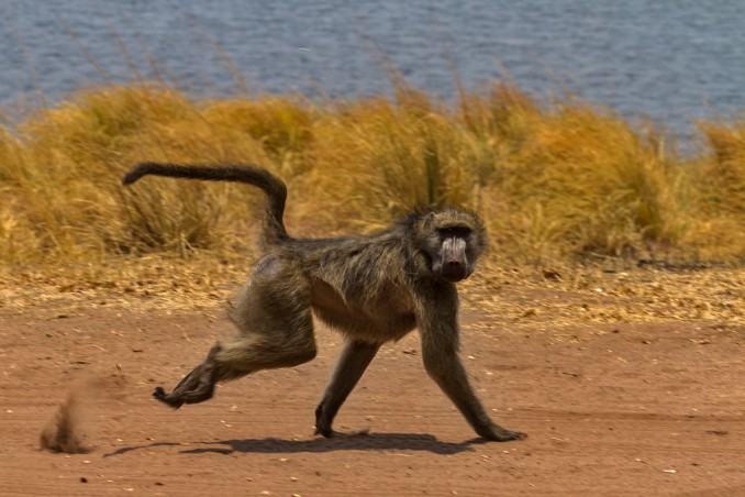 Pavian auf der Flucht im Ihaha Camp im Chobe NP