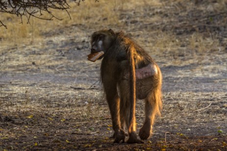 Pavian klaut Brot im Ihaha Camp im Chobe NP