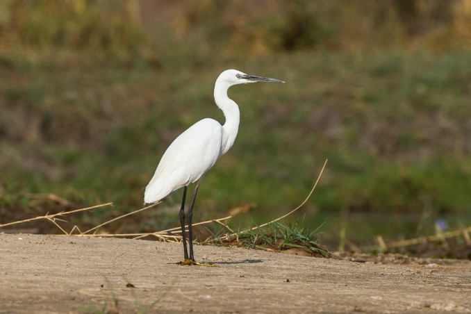 Reiher am Okavango