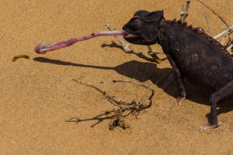 Chamäleon bei Living Dessert Tour bei Swakopmund