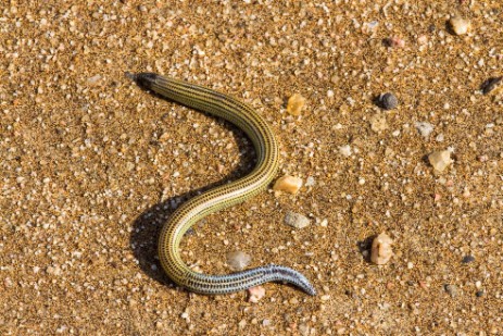 Schleiche auf Living Dessert Tour bei Swakopmund