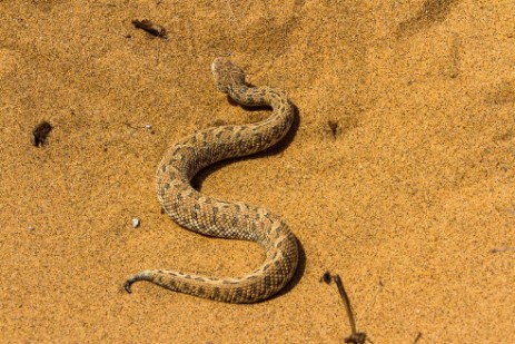 Sidewinder bei Living Dessert Tour bei Swakopmund