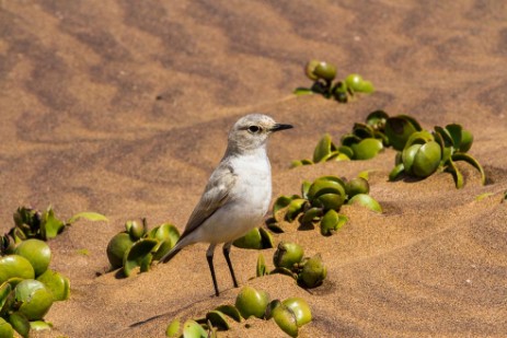 Vogel bei Living Dessert Tour bei Swakopmund