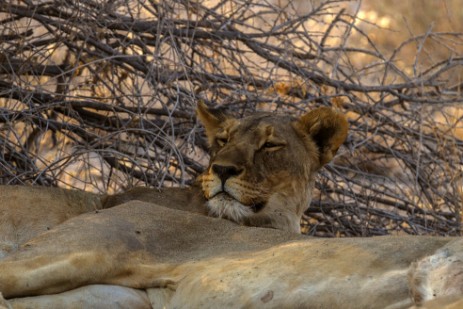 Löwenrudel neben Piste im Etosha NP wird aktiv