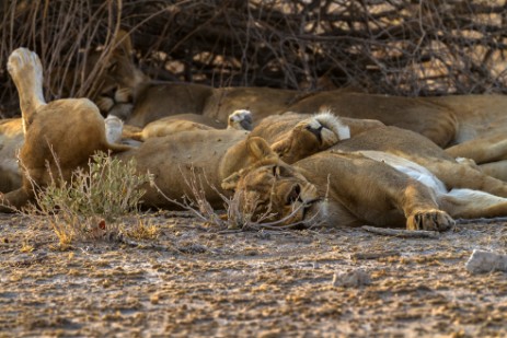 Löwenrudel neben Piste im Etosha NP wird aktiv