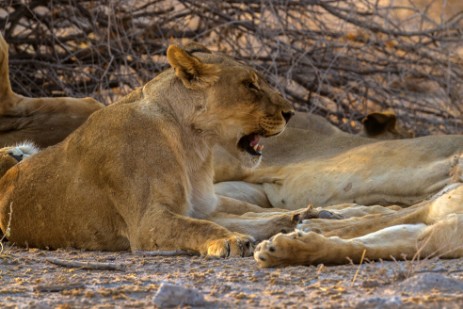 Löwenrudel neben Piste im Etosha NP wird aktiv