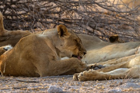 Löwen neben Piste im Etosha NP