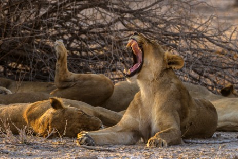 Löwenrudel neben Piste im Etosha NP wird aktiv