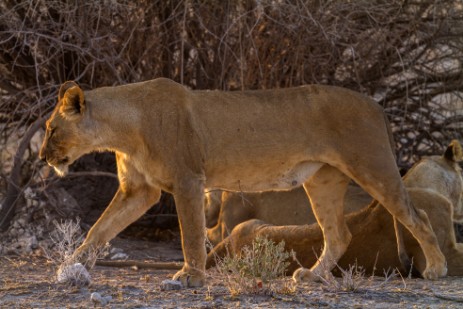 Löwen neben Piste im Etosha NP