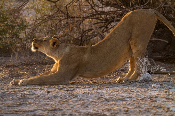 Löwe dehnt sich neben Piste in Etosha NP